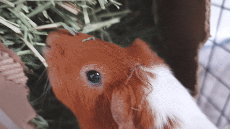 Guinea pig eating hay