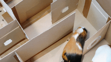 Fun Activities for Guinea Pigs