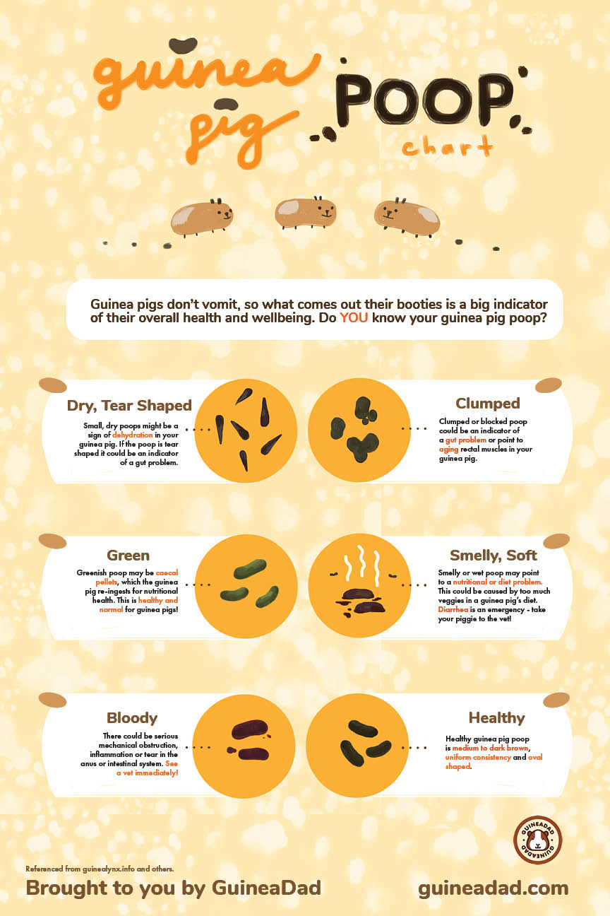 guinea pig poop chart inforgraphic