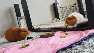 Urinary Tract Infections in Guinea Pigs