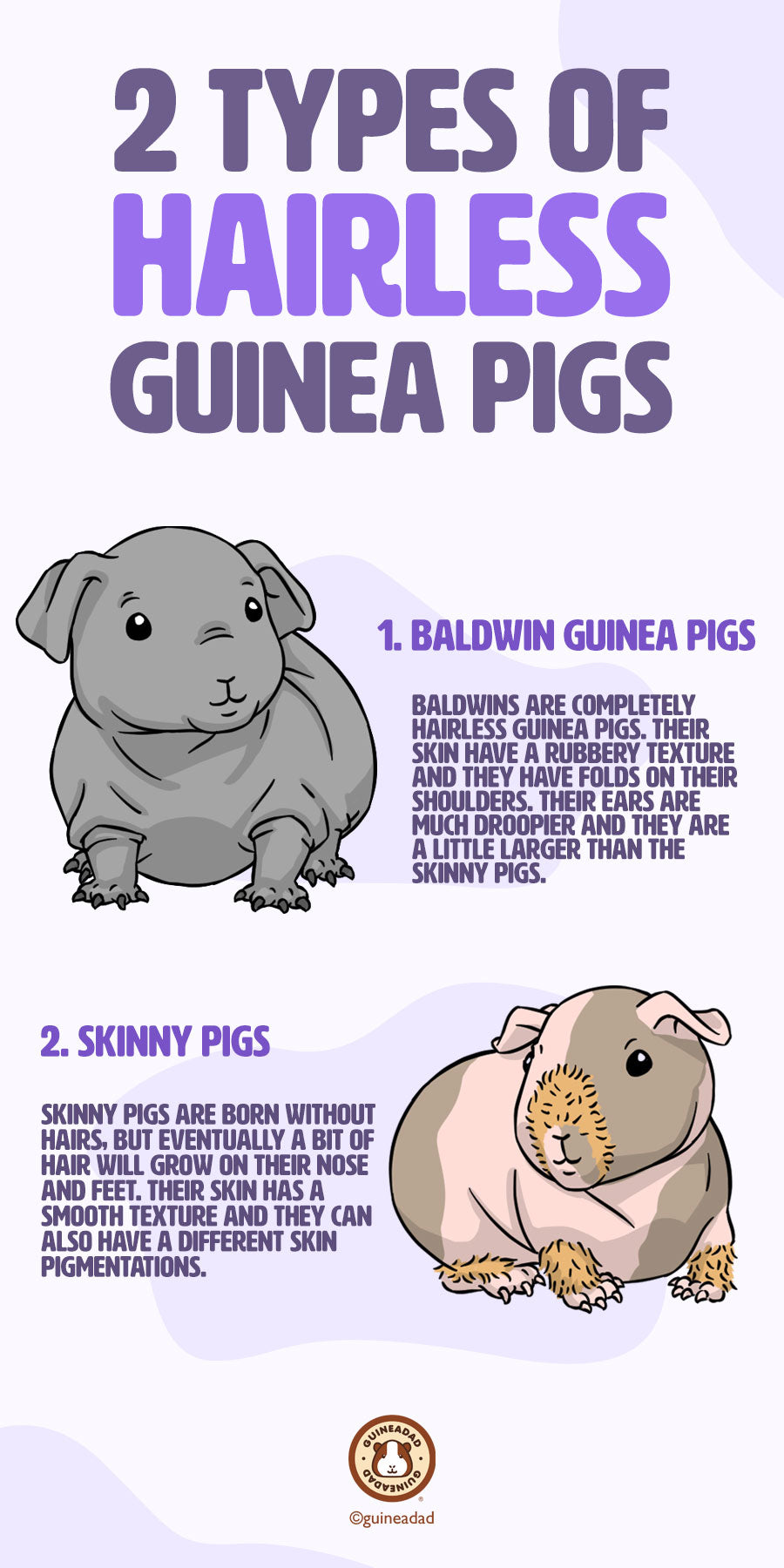 Hairless Guinea Pig Breeds: Baldwin Guinea Pigs, which are totally hairless, and Skinny Pigs, which usually have tufts of hair on their noses and feet.