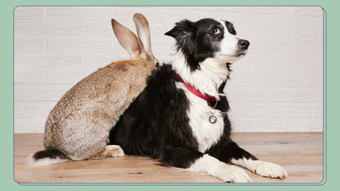 A Flemish Giant Rabbit cuddling a border collie dog