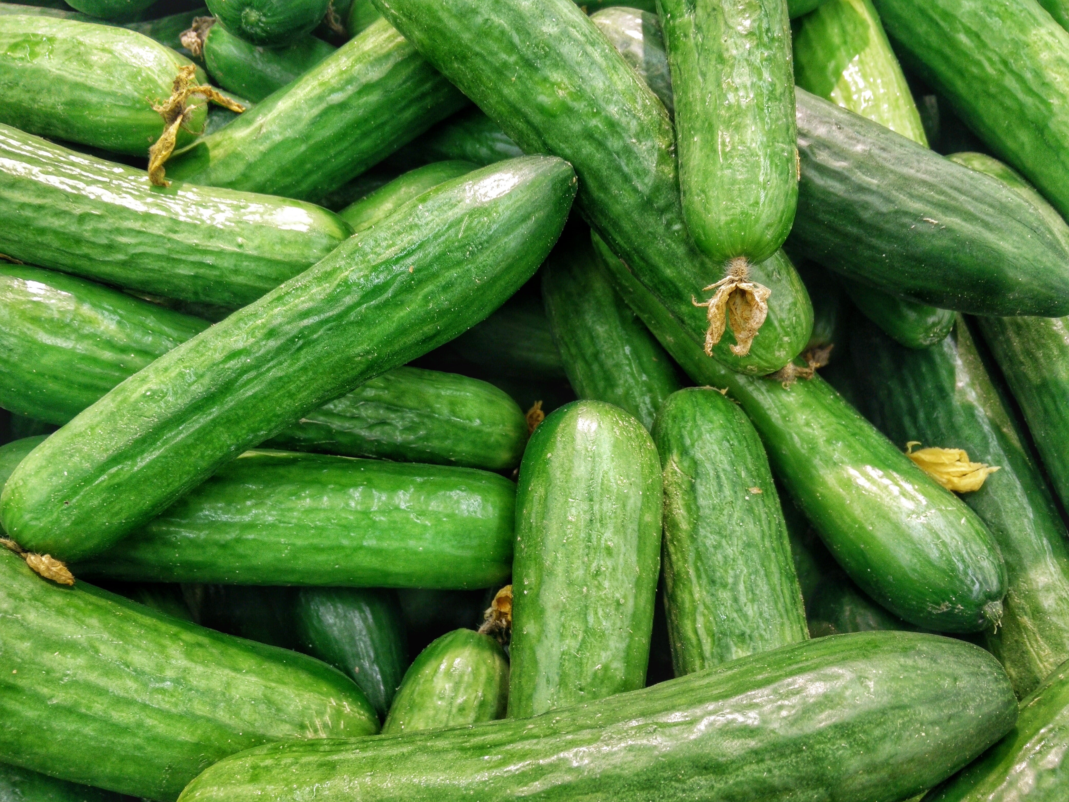 Gathered cucumbers that can be fed to guinea pigs