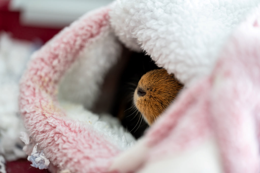 hiding guinea pig Timid guinea pig - shy guinea pig - frequently invisible guinea pig