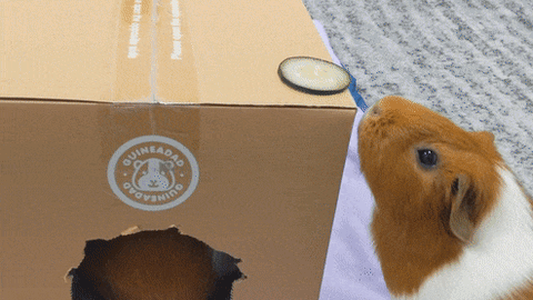 Fun Activities for Guinea Pigs!