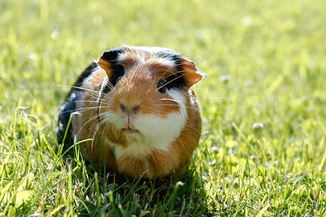 guinea pig sitting in the grass in the wild