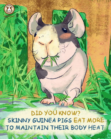 Skinny Pig enjoying fresh hay from a GuineaDad Hay Bar, in order to maintain their body heat.