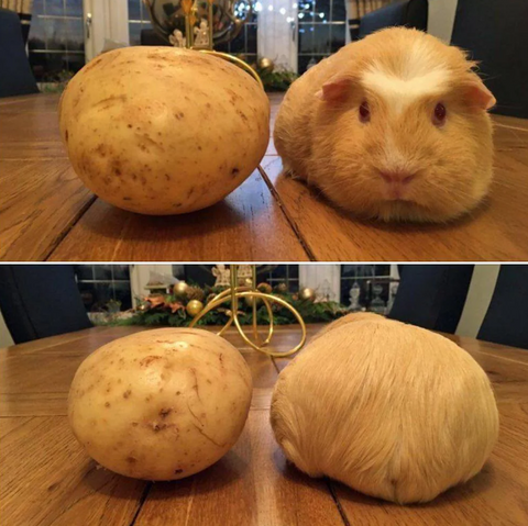 Guinea pig potato , guinee pig
