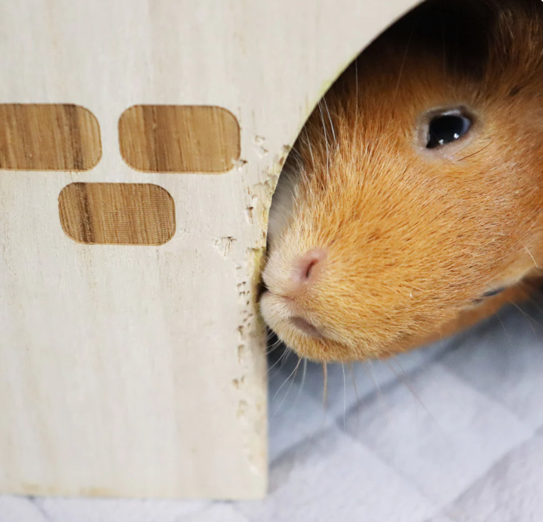 guinea pig nibbling, guinea pig chewing, guinea pig teeth