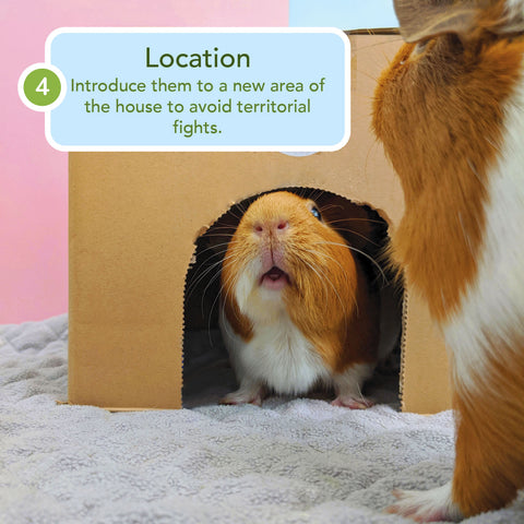 how to take care of guinea pigs
