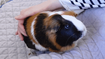 Where do guinea pigs like to be pet?