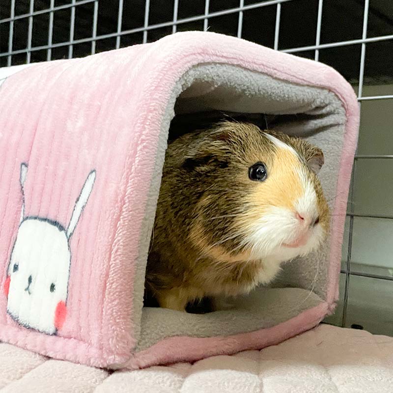 guinea pig in the offbeat piggy play package tunnel