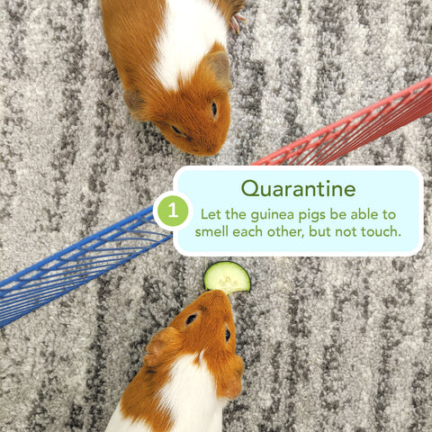 how to bond new guinea pig