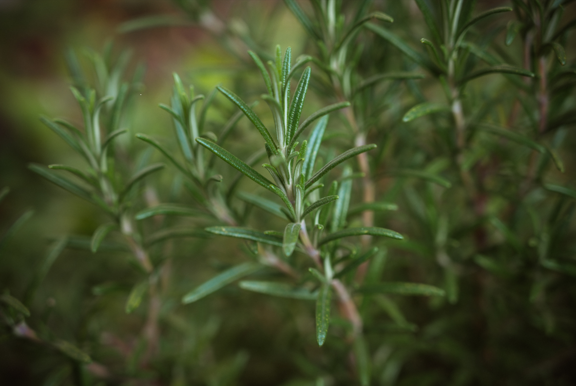 Rosemary for guinea pigs