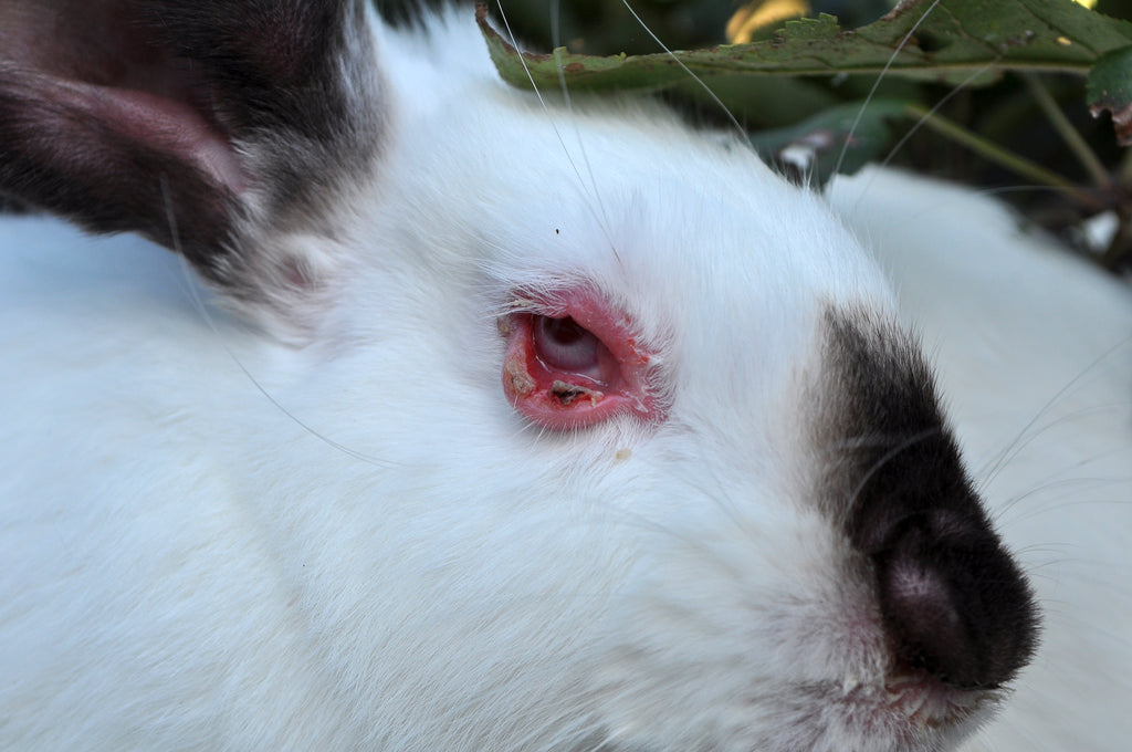 Myxomatosis in Rabbits - red and puffy eyes. Redness around the eyes