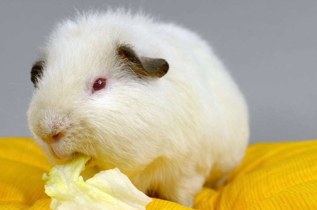 Himalayan guinea pig care, how to care for a himalayan guinea pig