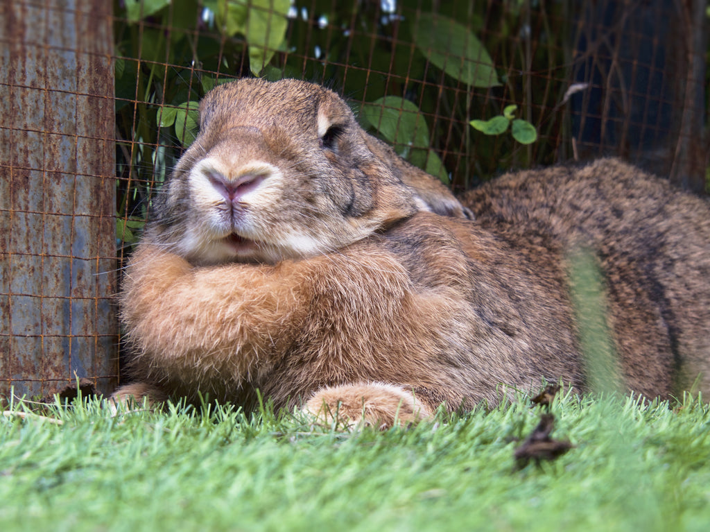 Boss Bunny - This female Flemish Giant Rabbit is an especially big bunny