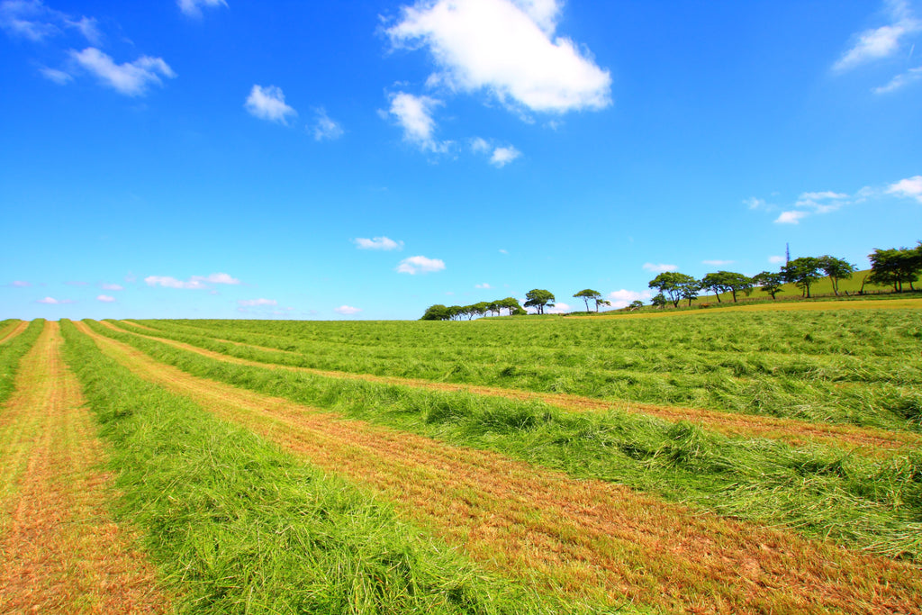 A beautiful hay field of Alfalfa hay, alfafa hay , Timothy hay , or Orchard hay for rabbits