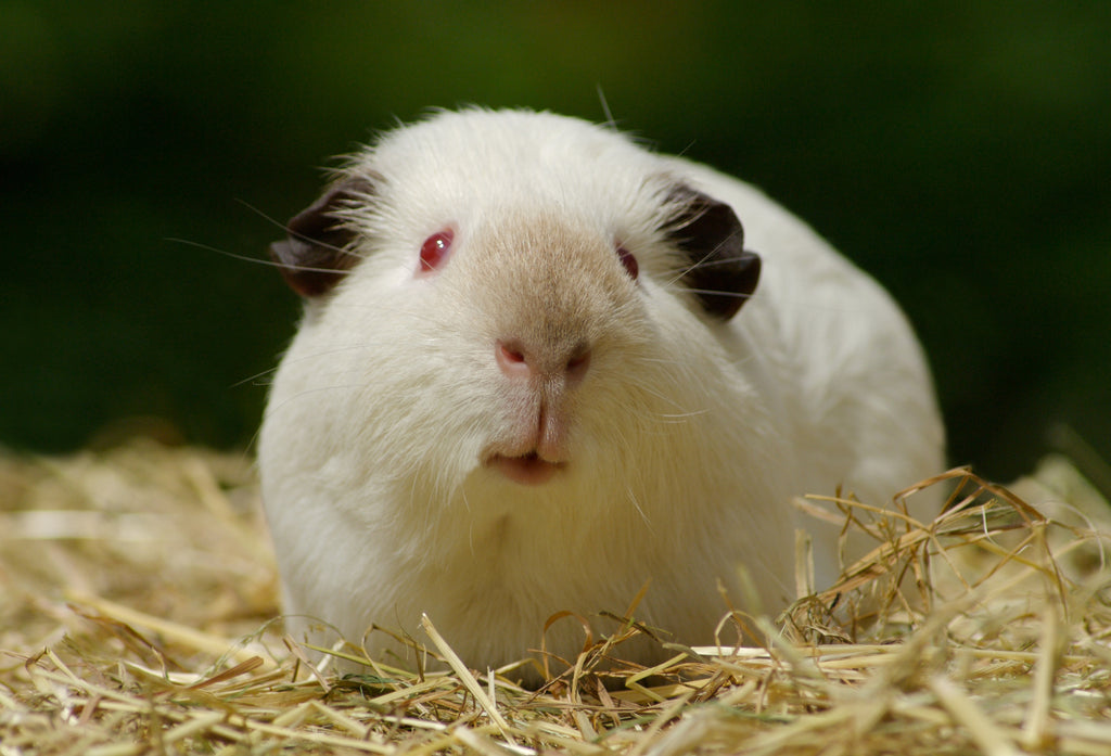 What do himalayan guinea pigs look like?