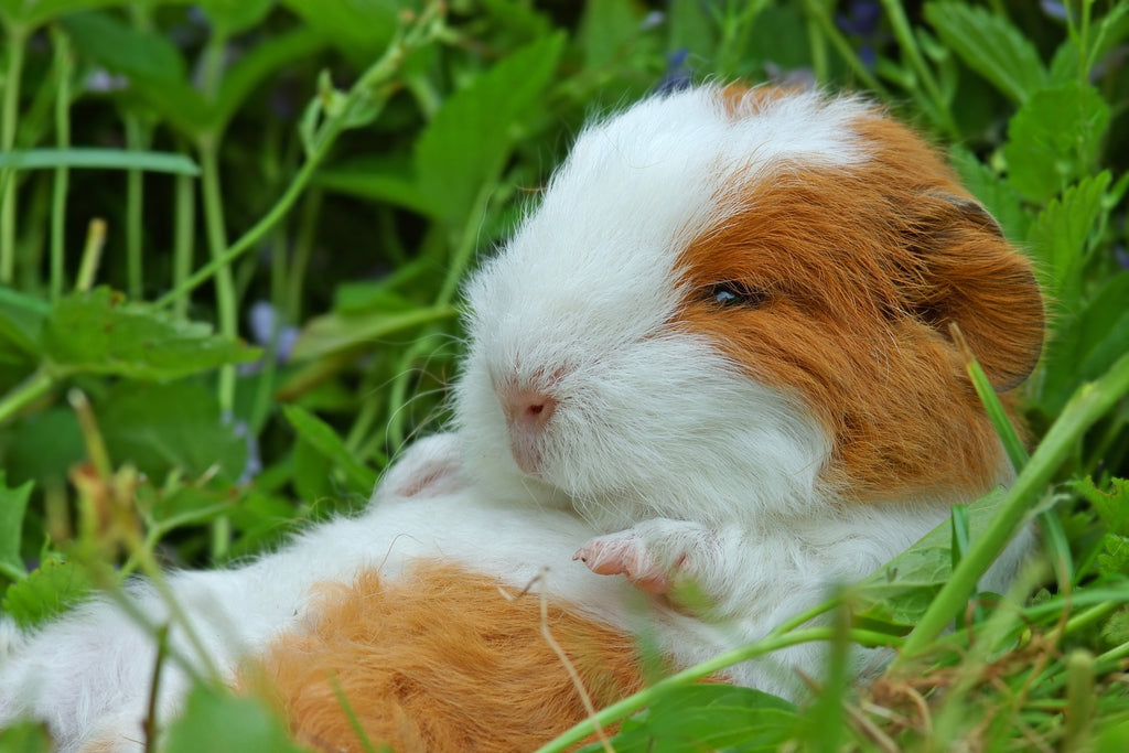 cute baby guinea pig