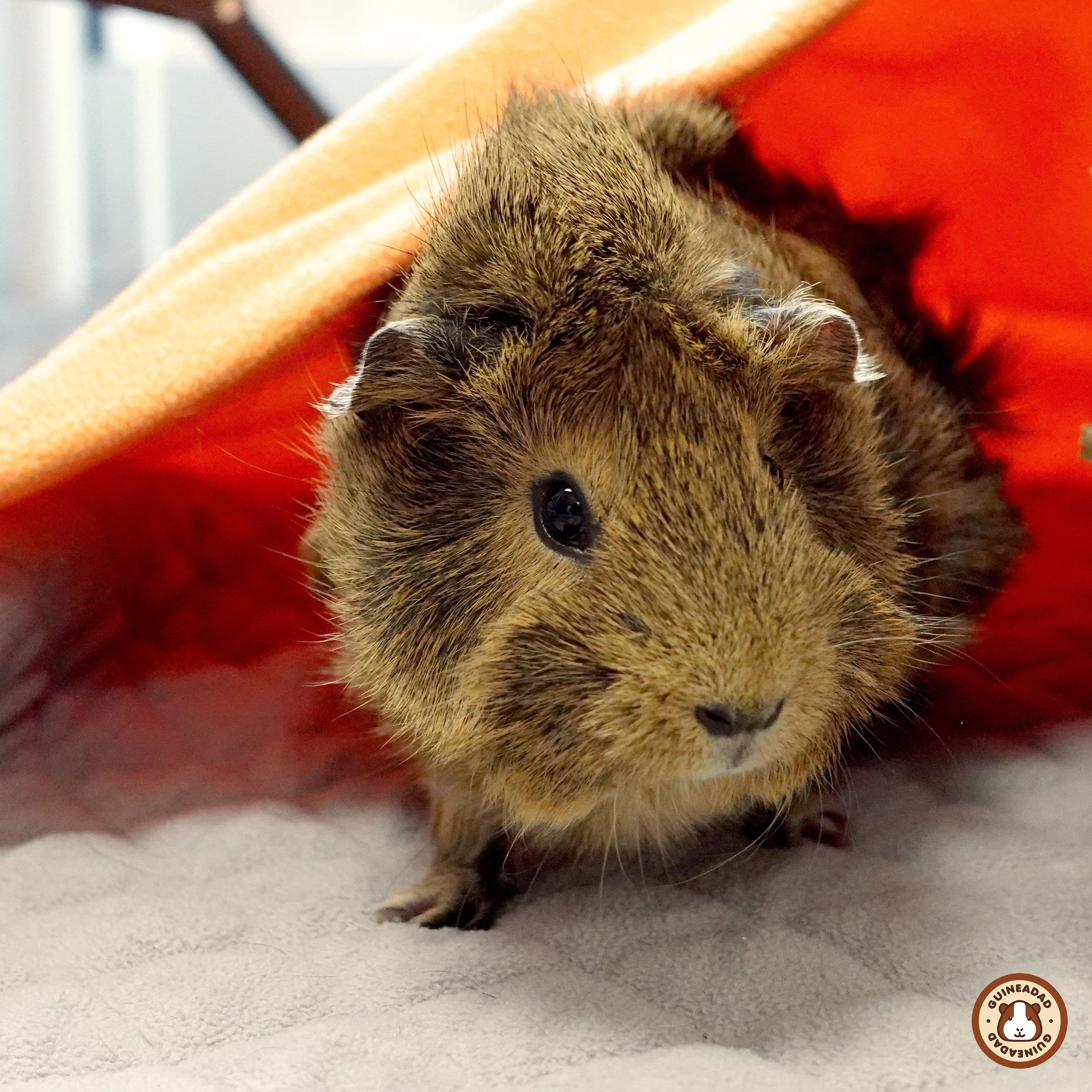 Guineapig inside the pocket of a GuineaDad Fleece Liner for guinea pig cages