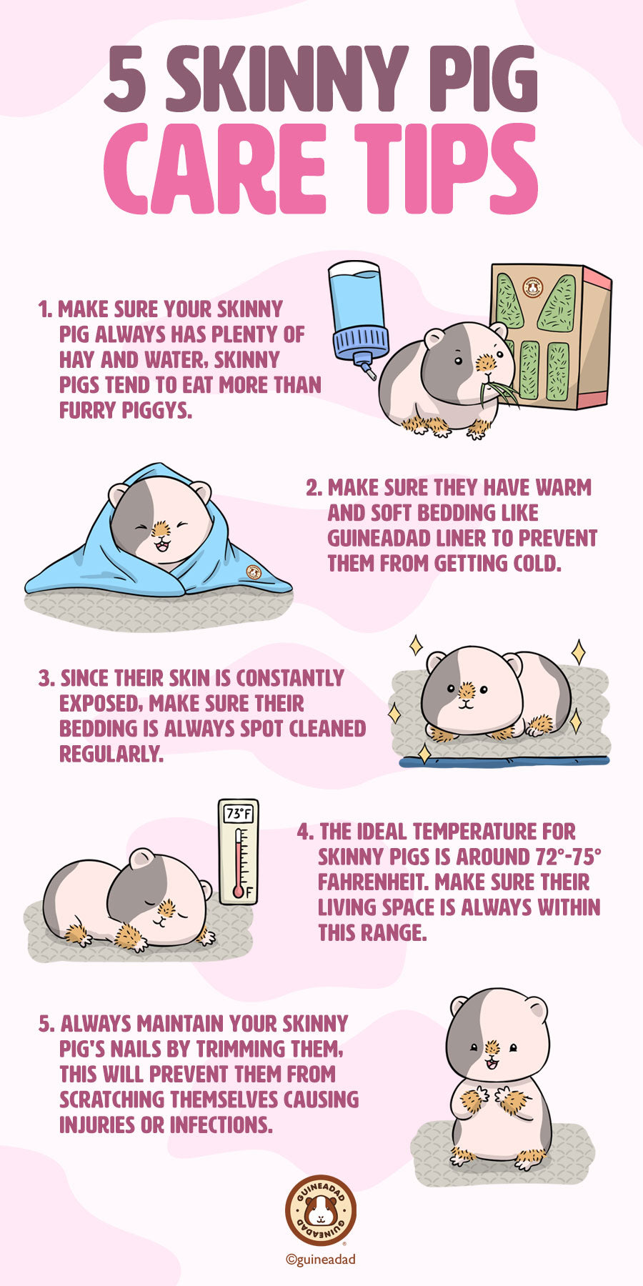 5 Skinny Pig Care Tips - 1. Make sure your skinny pig has enough water. 2. Make sure they have high-quality bedding that's soft and warm, like GuineaDad's Premium Liner. 3. Clean their bedding often. 4. Keep their home's temperature between 72-75 degrees Fahrenheit ( Celcius) 5. Always maintain your guinea pig's nails and keep them trimmed to prevent cutting themselves while scratching.