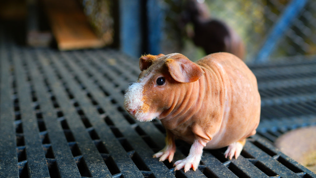 Skinny pig , hairless guinea pig ,