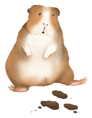 smelly mushy guinea pig poop can indicate a problem with a guinea pig's digestive health. If diarrhea is suspected, immediate vet check up should be made.