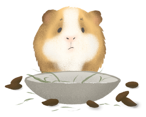 tear dropped guinea pig poop may be a sign of unhealthy digestive system in guinea pigs