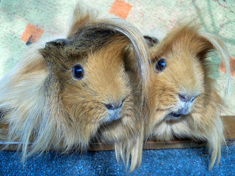 Two peruvian guinea pigs sitting