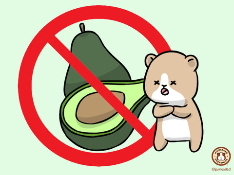 Guinea pigs should not eat avocados