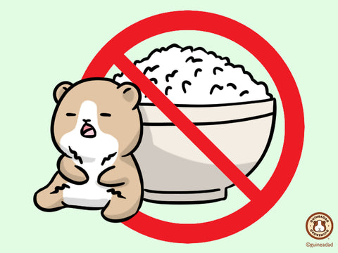 Guinea pigs should not eat rice