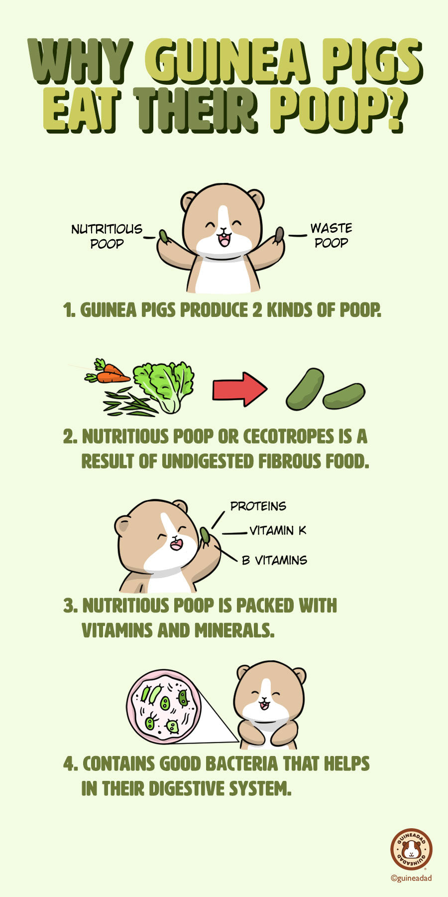 Why do guinea pigs eat their poop?