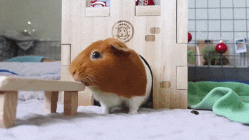 Can You Travel with Guinea Pigs?