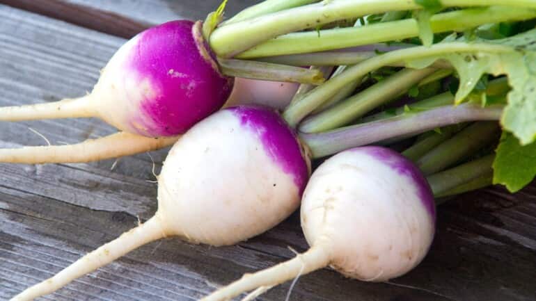 Gathered turnips for guinea pigs to eat