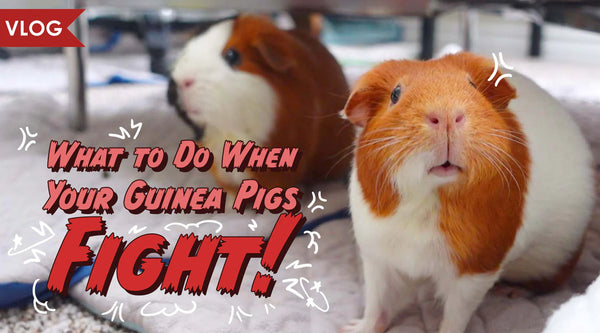 What to Do When Your Guinea Pigs Fight