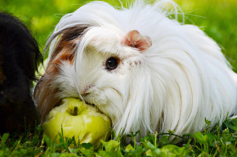 Peruvian guinea pig eating an apple