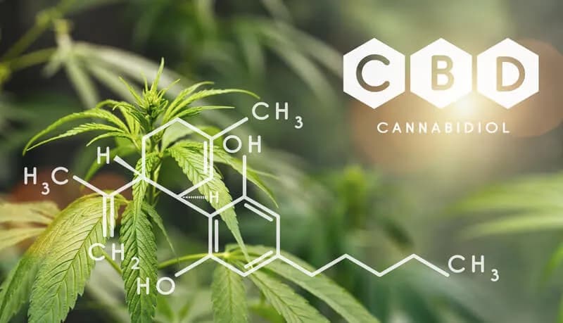 CBD cannabidiol