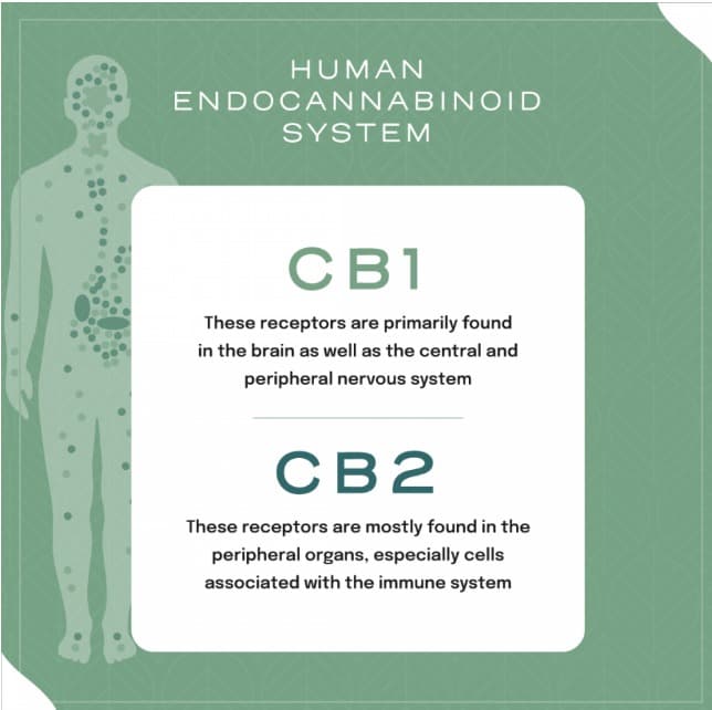 Système endocannabinoïde