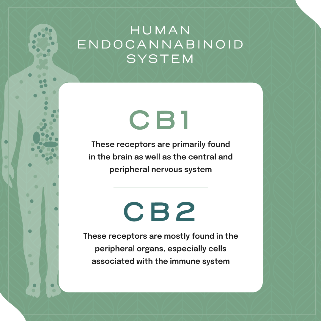 Système endocannabinoïde