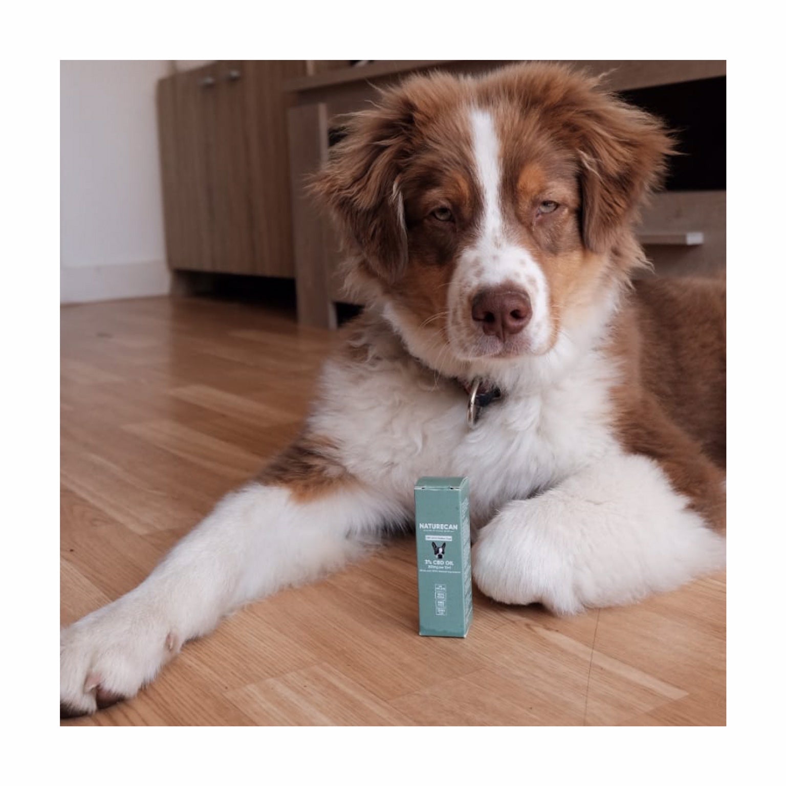 huile de cbd pour chien naturecan