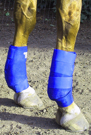 Cold One - Equine Fetlock Pair - Quarter Horse