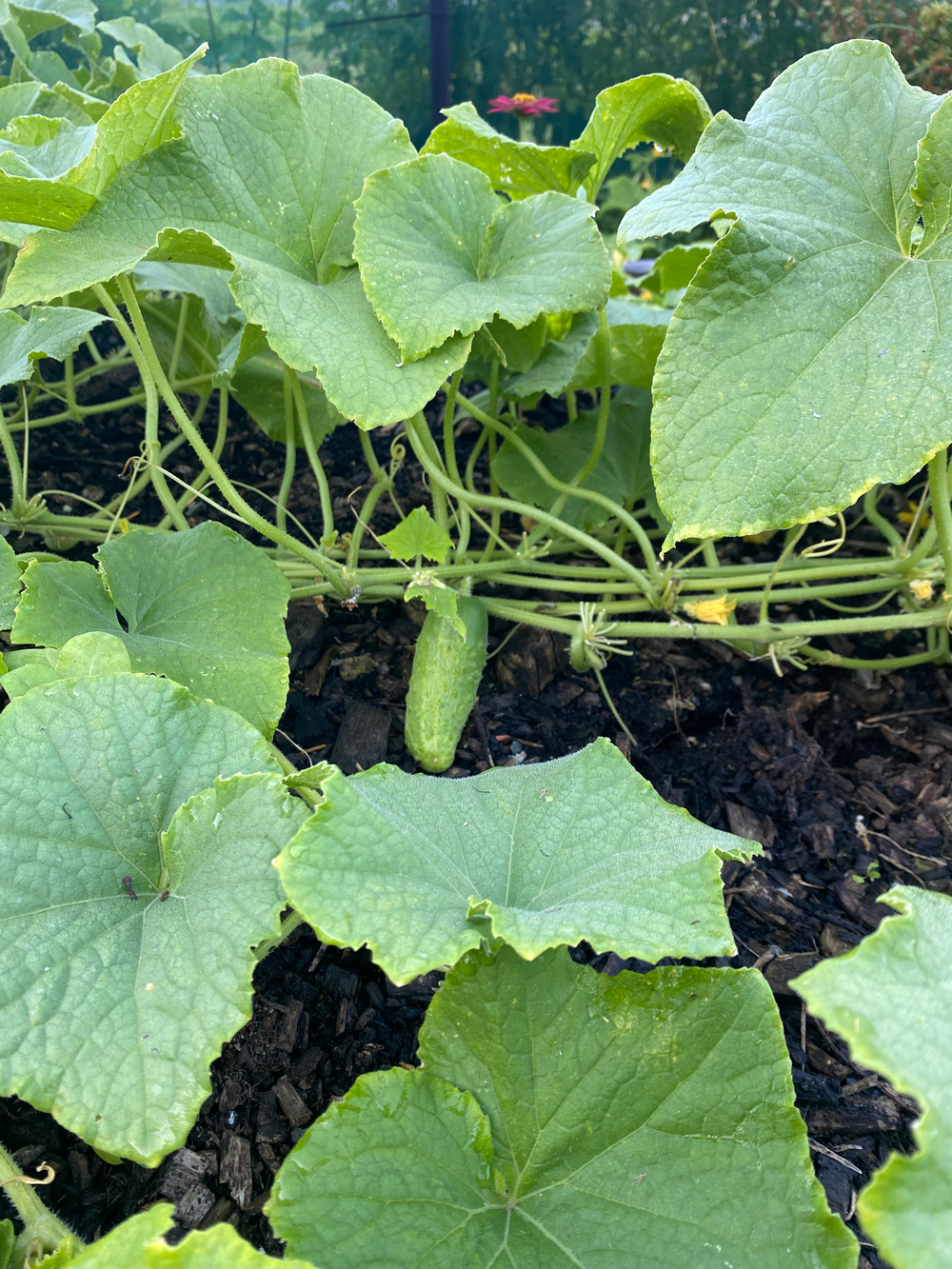 Cucumbers Growing