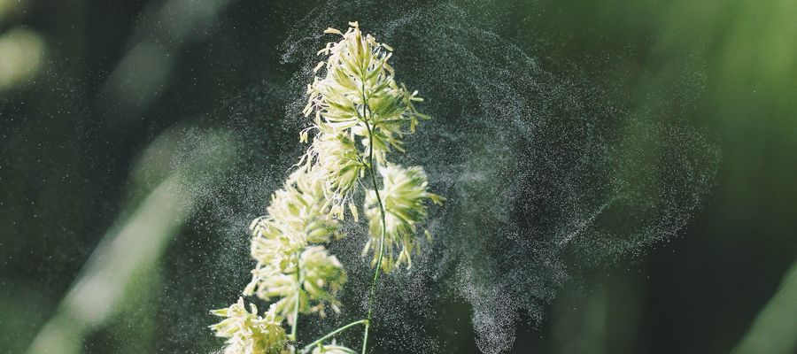 Primer plano del polvo de polen de la flor contra el fondo verde
