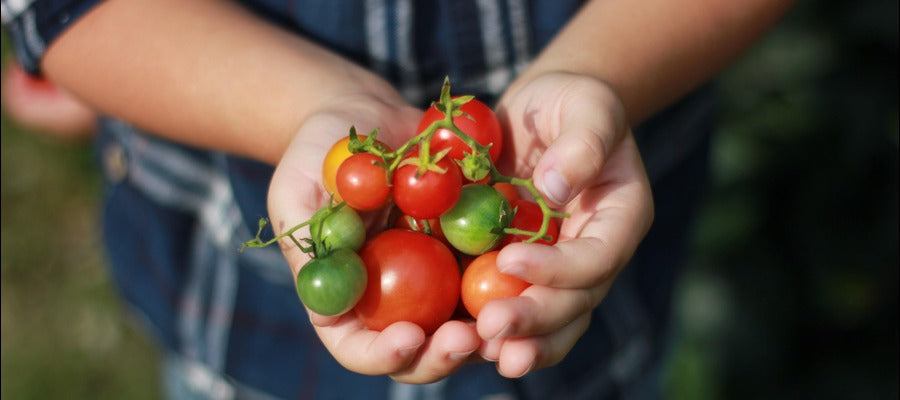 tomates maduros e inmaduros en un tallo sostenido en las manos de un hombre contra el fondo de una camisa azul a cuadros