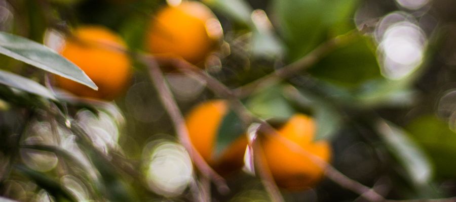 blurry orange fruits in a tree