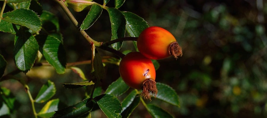 two red goji berry fruits growing among green leaves