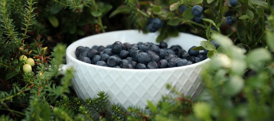 blueberries in a ceramic white pot surrounded by Vaccinium herbs and greenery