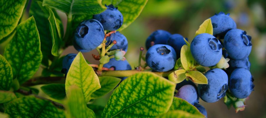 blueberry growing among green leaves highbush