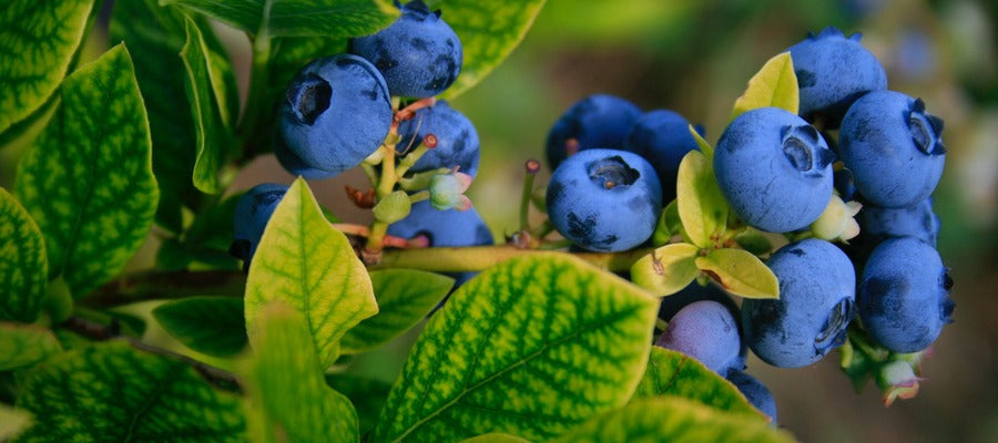 blueberries among green leaves
